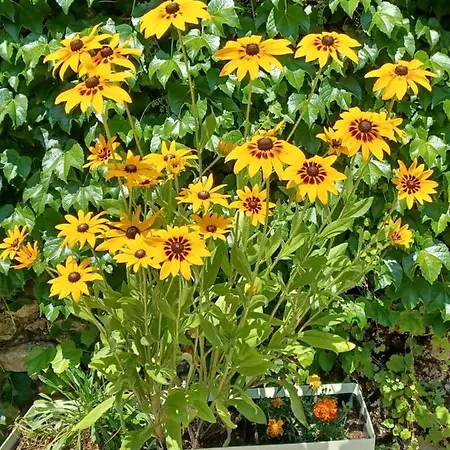 לינה וארוחת בוקר Les Glycines